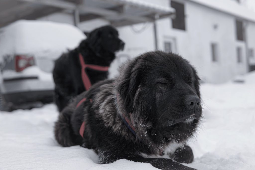 Boyka um Schnee