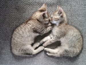 Katzenbabys